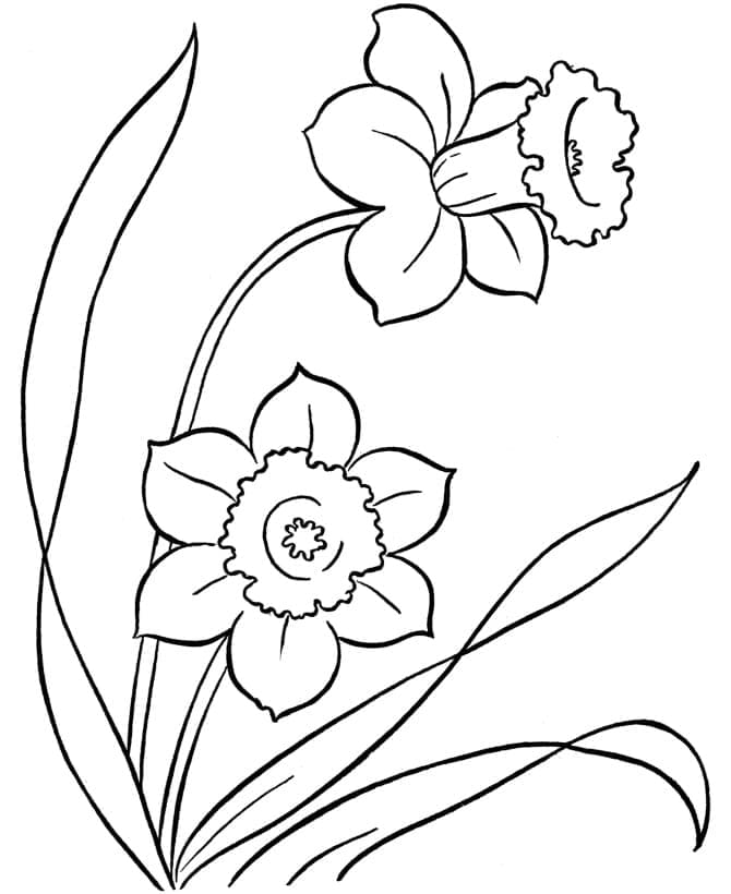 Gratis Narcis printbaar