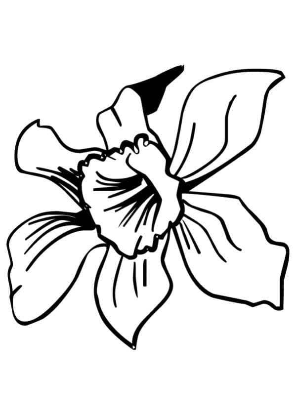 Gratis Narcis voor kinderen