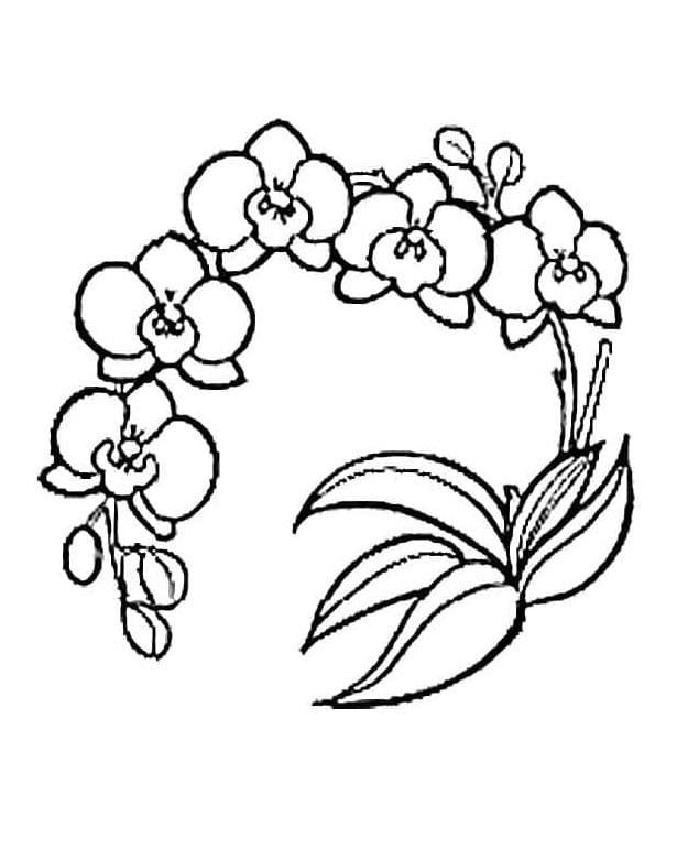 Gratis Orchidee afbeelding