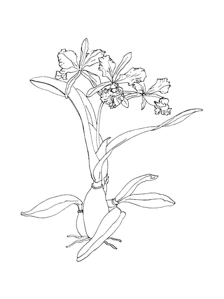 Gratis Orchidee om te printen