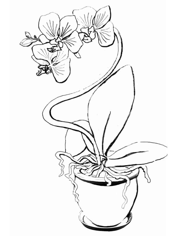 Gratis Orchidee printbaar