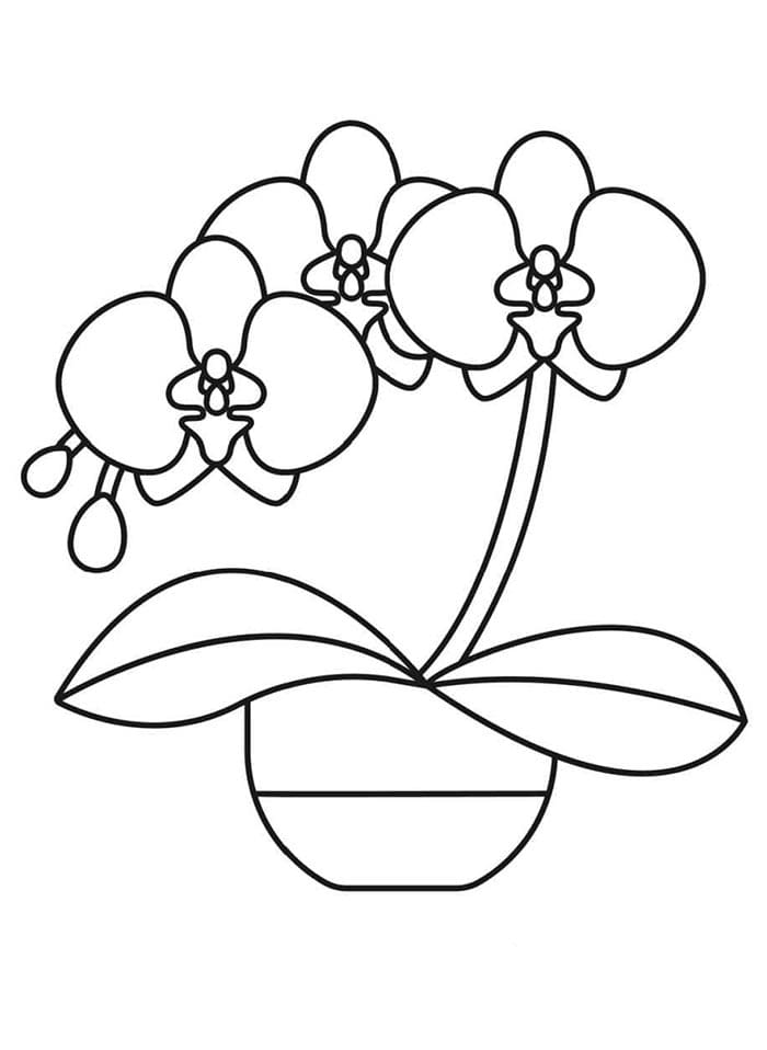 Gratis Orchidee voor kinderen