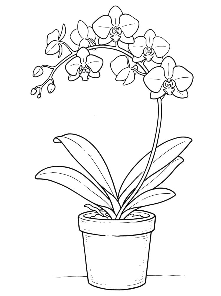 Gratis Orchidee