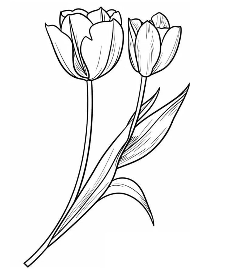 Gratis Tulp afbeelding