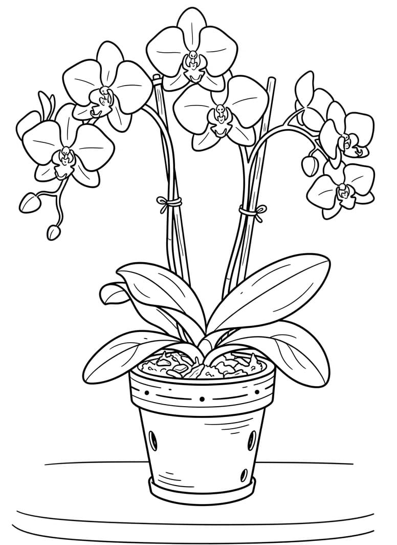 Gratis printbare Orchidee