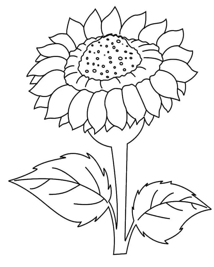 Gratis zonnebloem voor kids