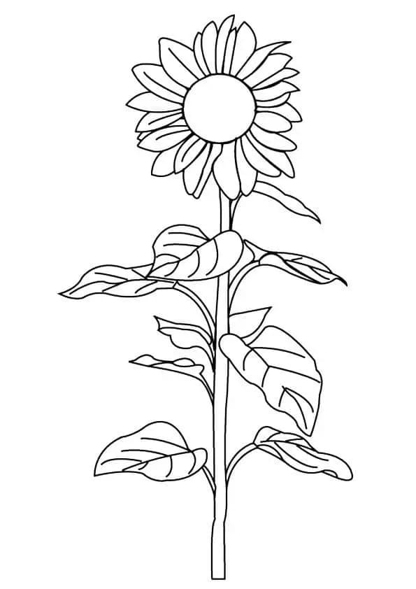 Gratis zonnebloem voor kinderen