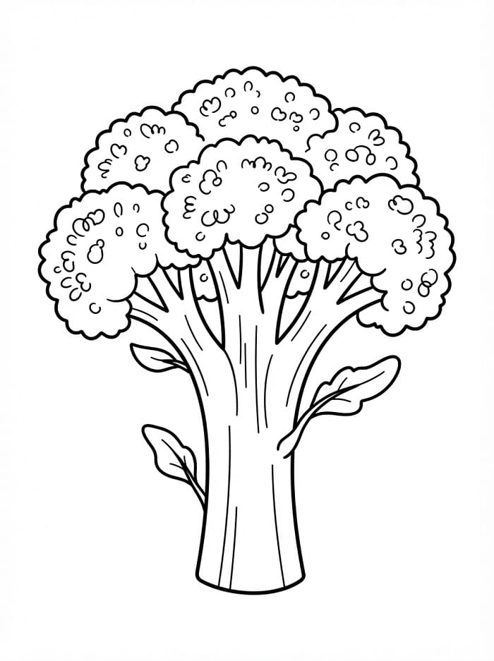 Groente broccoli