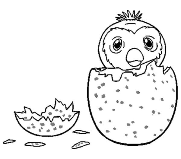 Hatchimals (29)