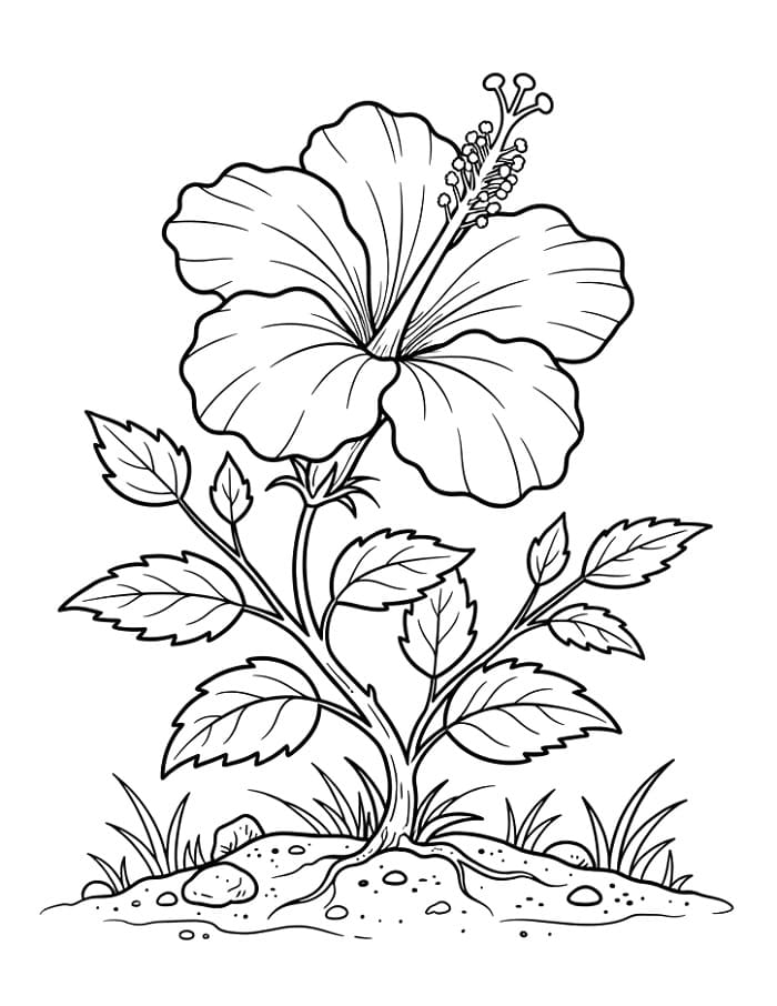 Heel schattige Hibiscus
