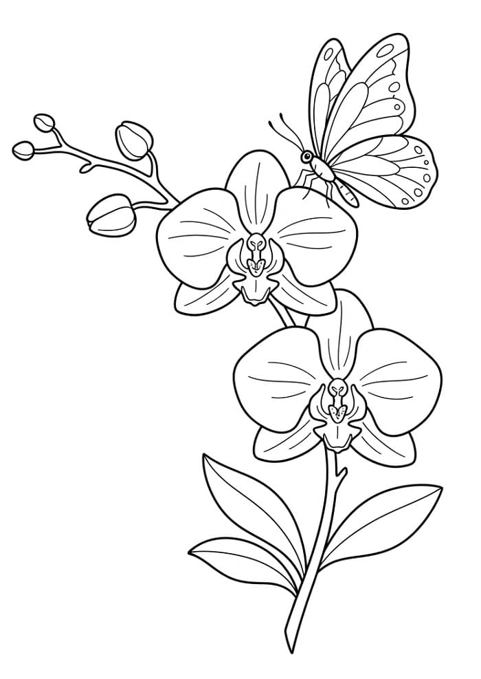 Heel schattige Orchidee