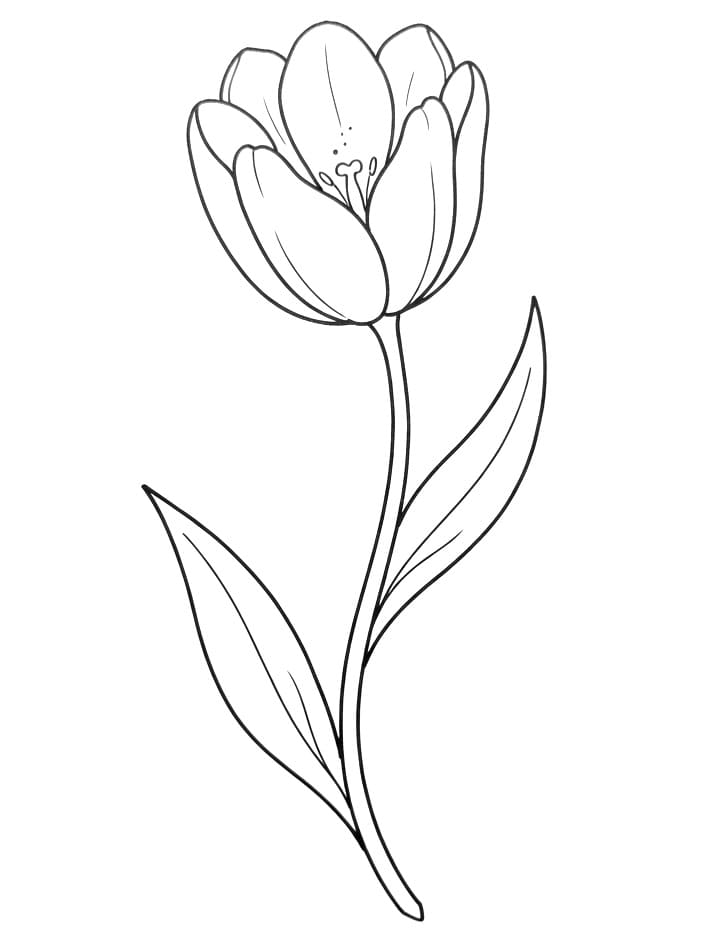 Heel schattige Tulp