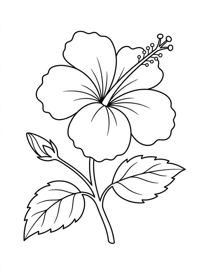 Hibiscus afbeelding