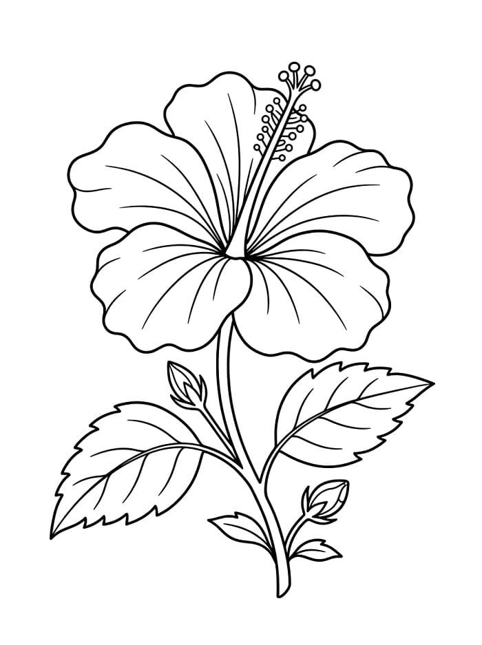 Hibiscus afdrukbaar
