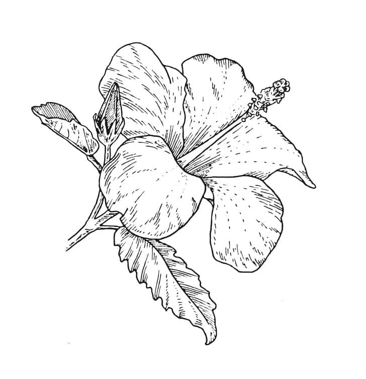 Hibiscus gratis afbeelding