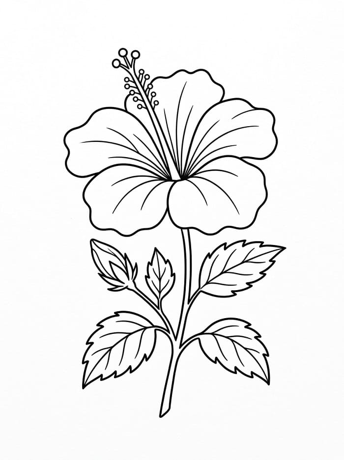 Hibiscus gratis