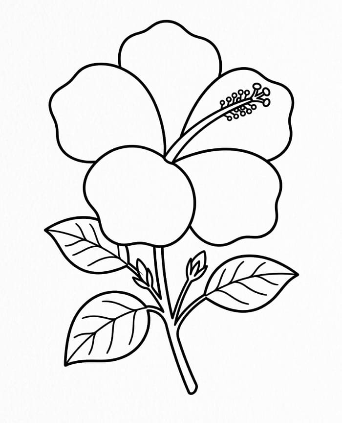 Hibiscus printen