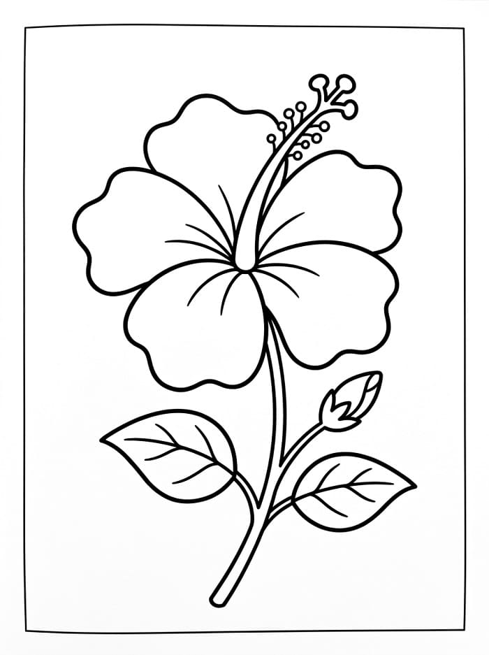 Hibiscus voor gratis gebruik