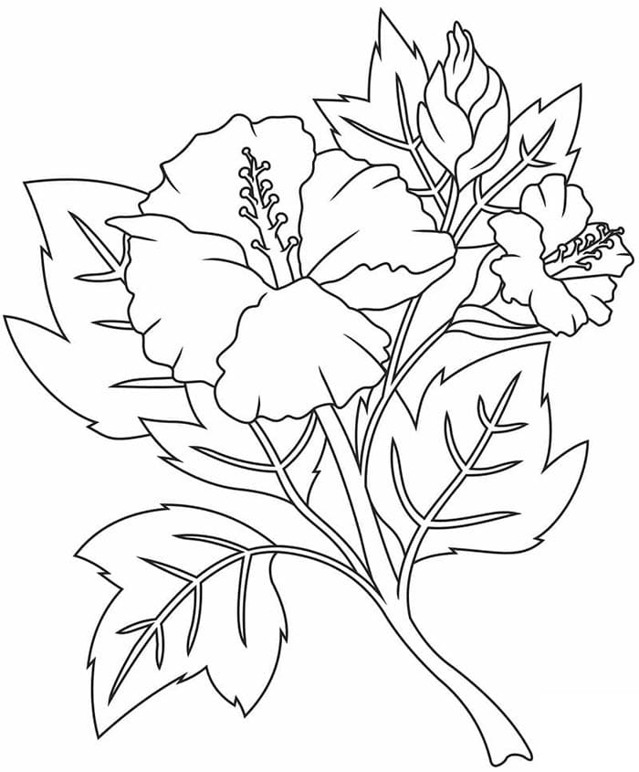 Hibiscus voor kinderen van 1 jaar