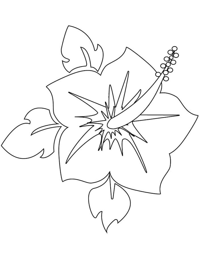 Hibiscus voor kinderen van 3 jaar