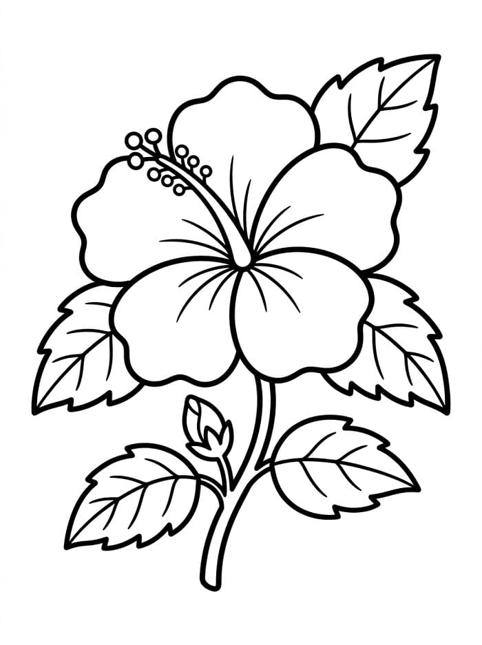 Hibiscus voor kinderen