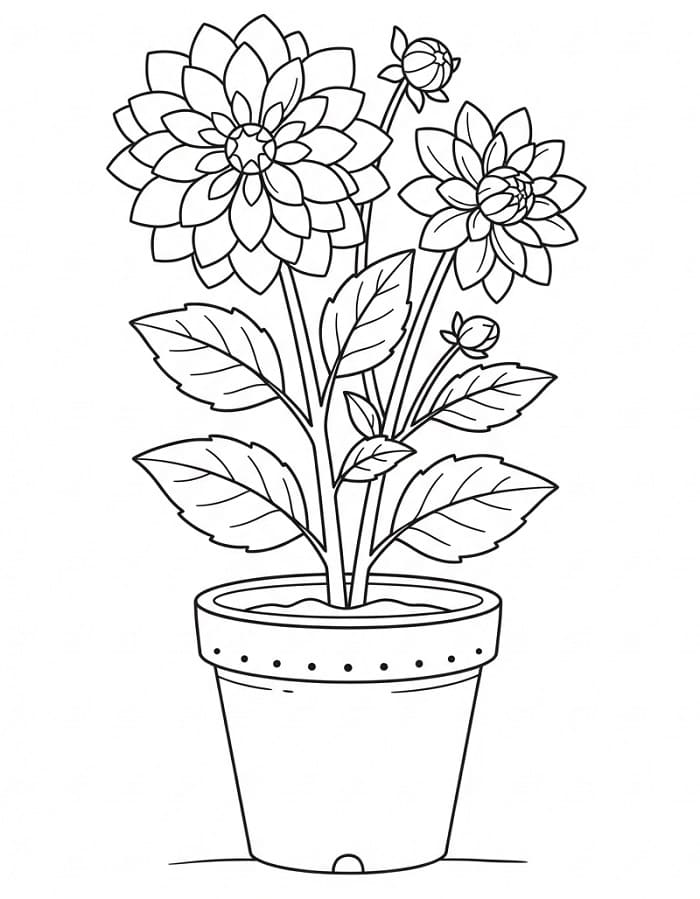 Leuke Dahlia