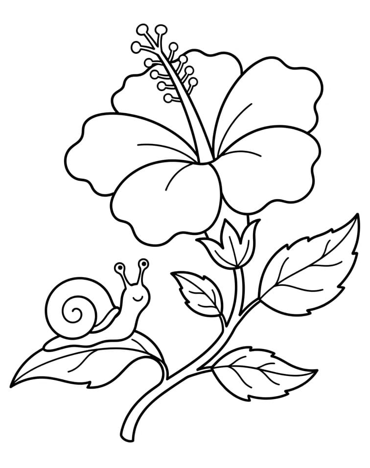 Leuke Hibiscus