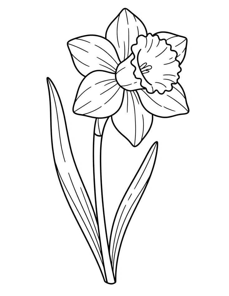 Leuke Narcis
