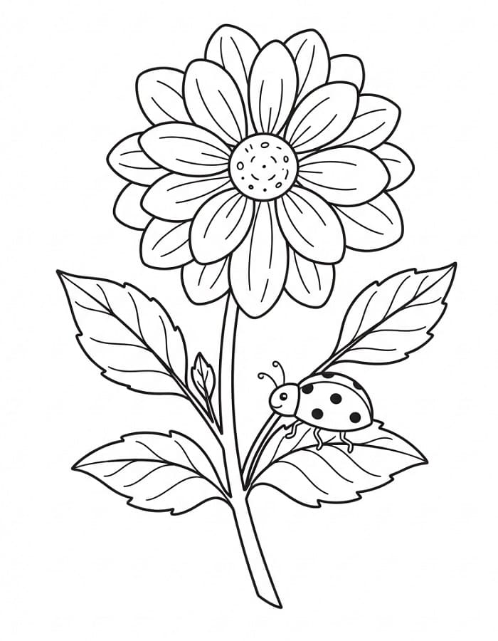 Lieve Dahlia