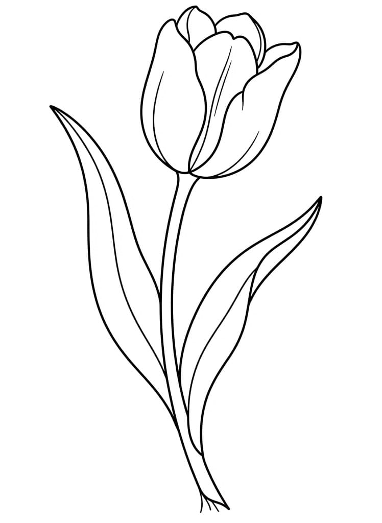 Lieve Tulp