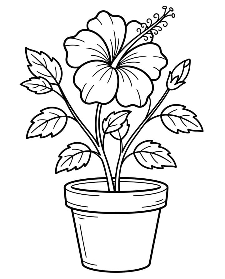 Mooie Hibiscus