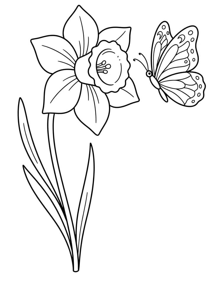 Mooie Narcis