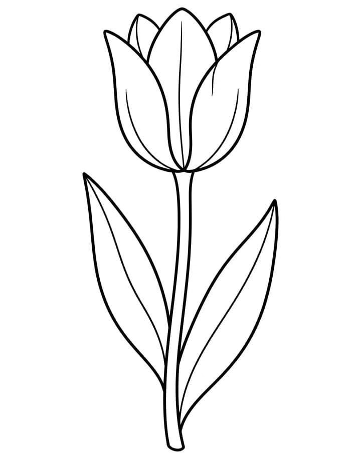 Mooie Tulp