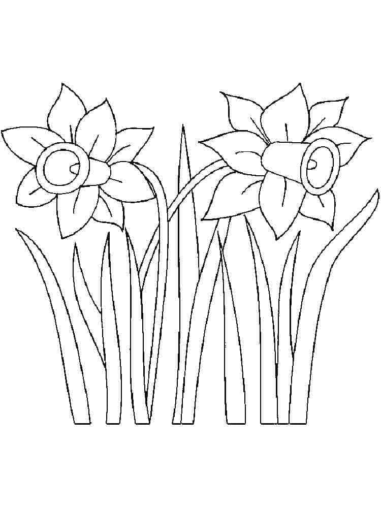 Narcis afbeelding