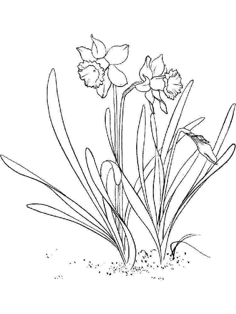 Narcis afdrukbaar voor kinderen