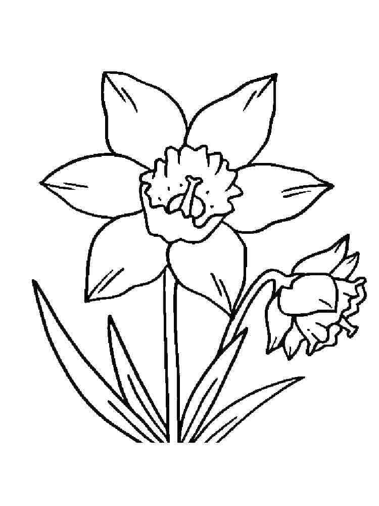 Narcis afdrukbaar