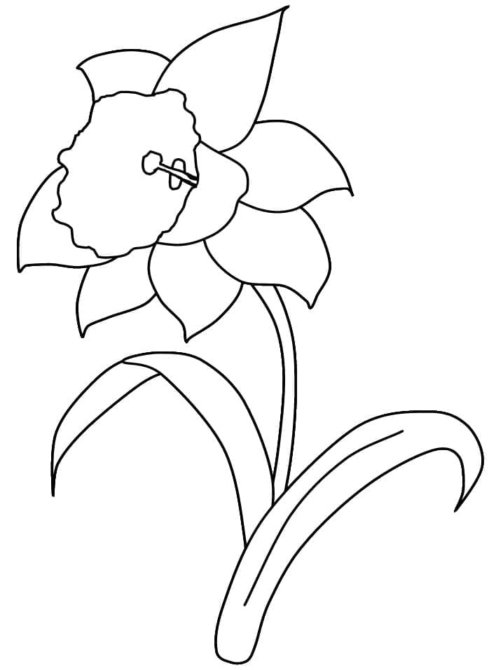 Narcis afdrukbare afbeelding