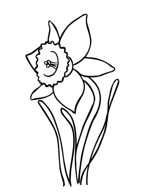 Narcis gratis afbeelding
