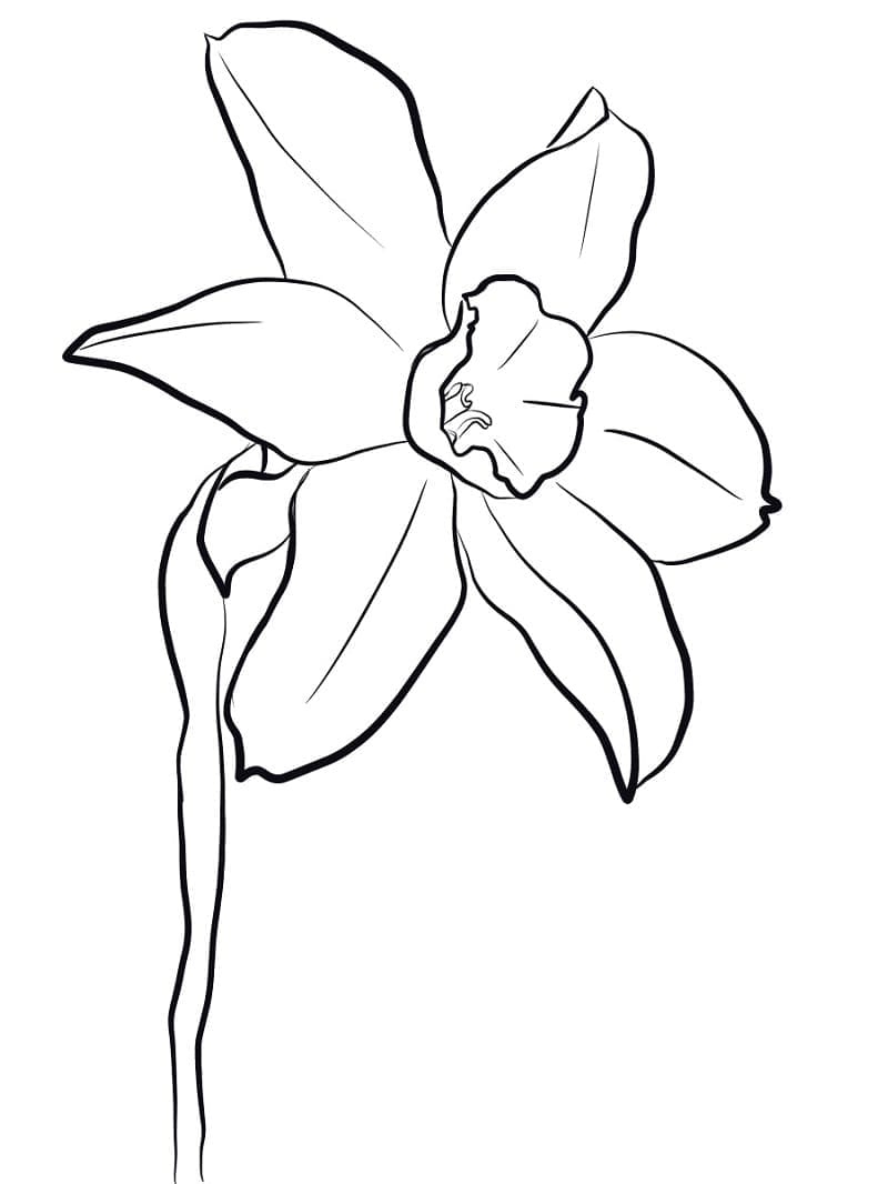 Narcis gratis printbaar