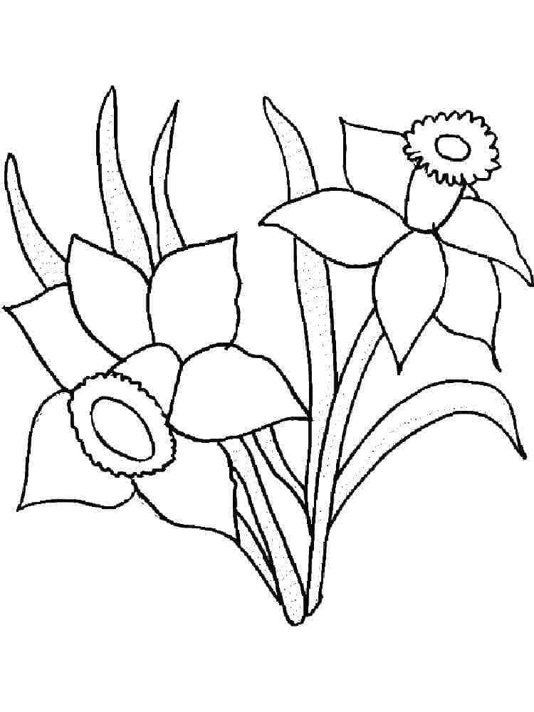 Narcis gratis voor kinderen