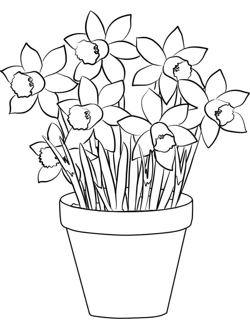 Narcis gratis