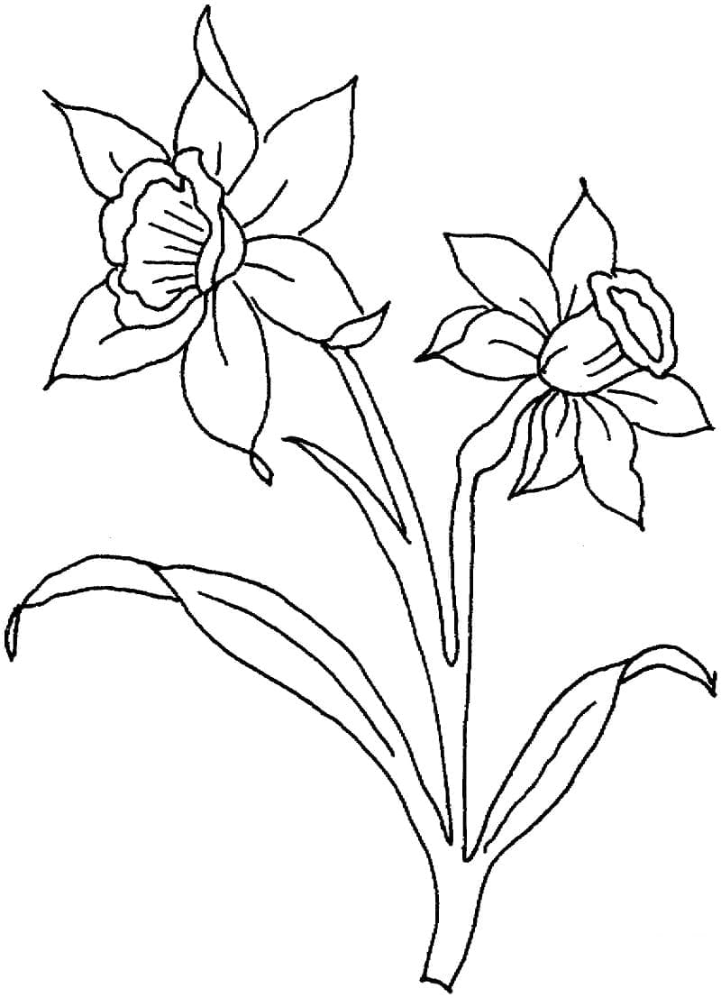 Narcis printen