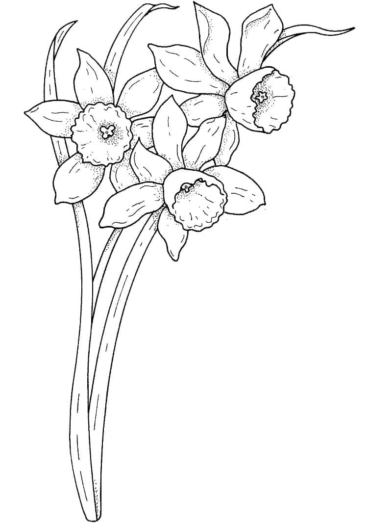 Narcis voor gratis gebruik