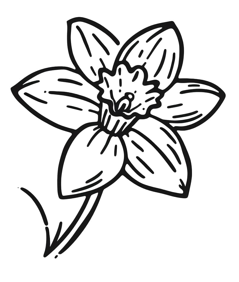 Narcis voor kinderen van 1 jaar