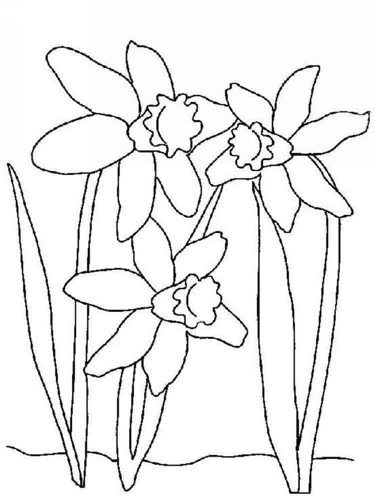 Narcis voor kinderen