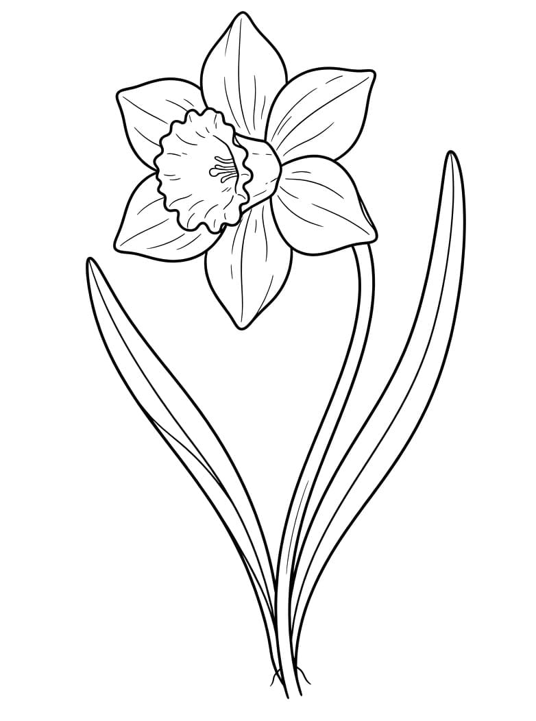 Narcisbloem