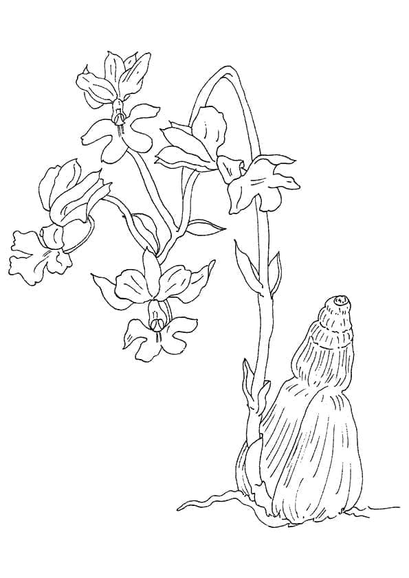 Orchidee afbeelding