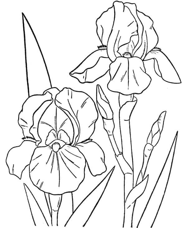 Orchidee afdrukbaar voor kinderen