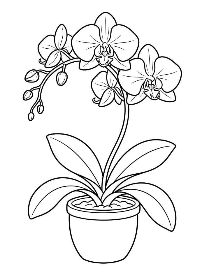 Orchidee afdrukbaar