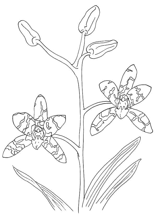 Orchidee gratis afbeelding